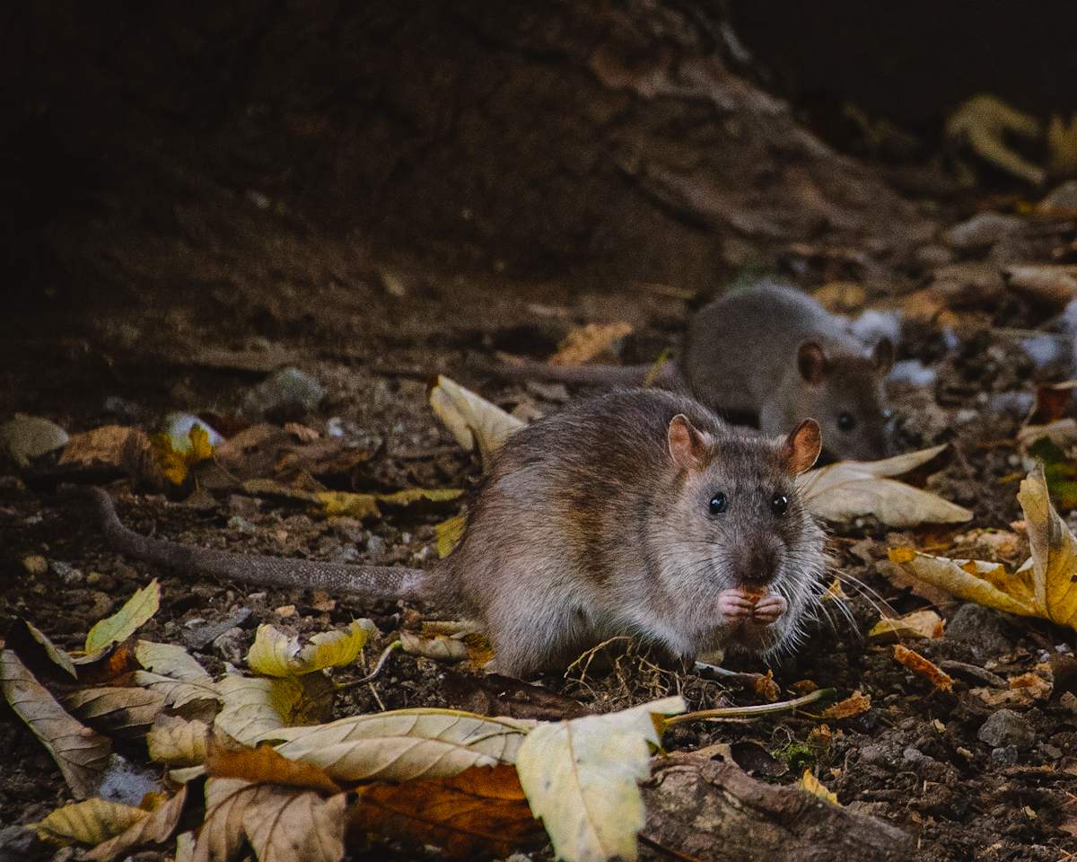 rats in Ljubljana