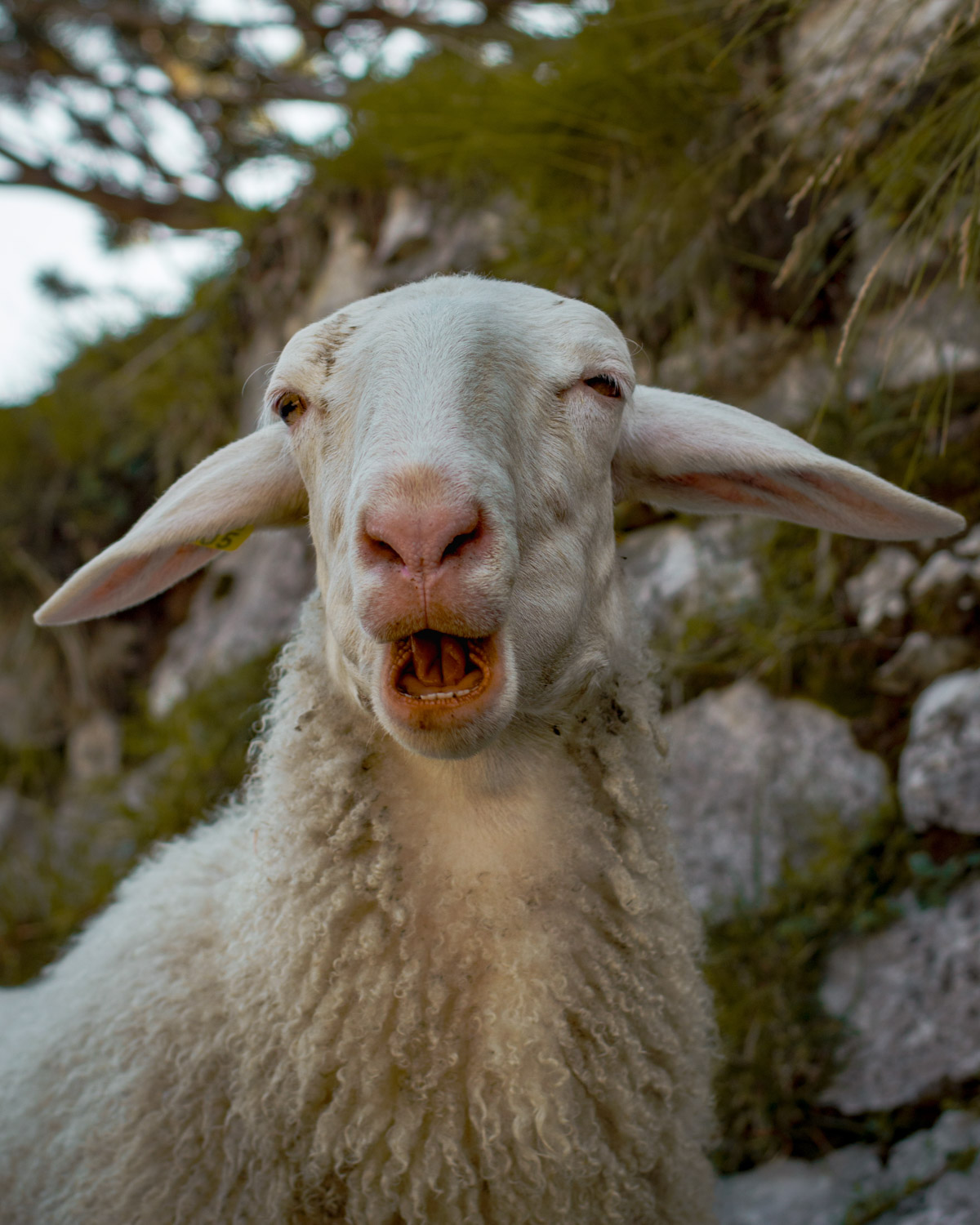 smiling sheep