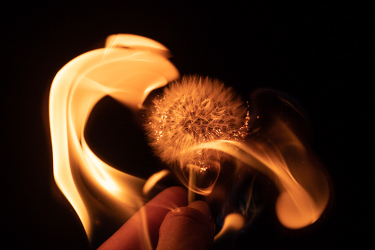 Dandelion in fire