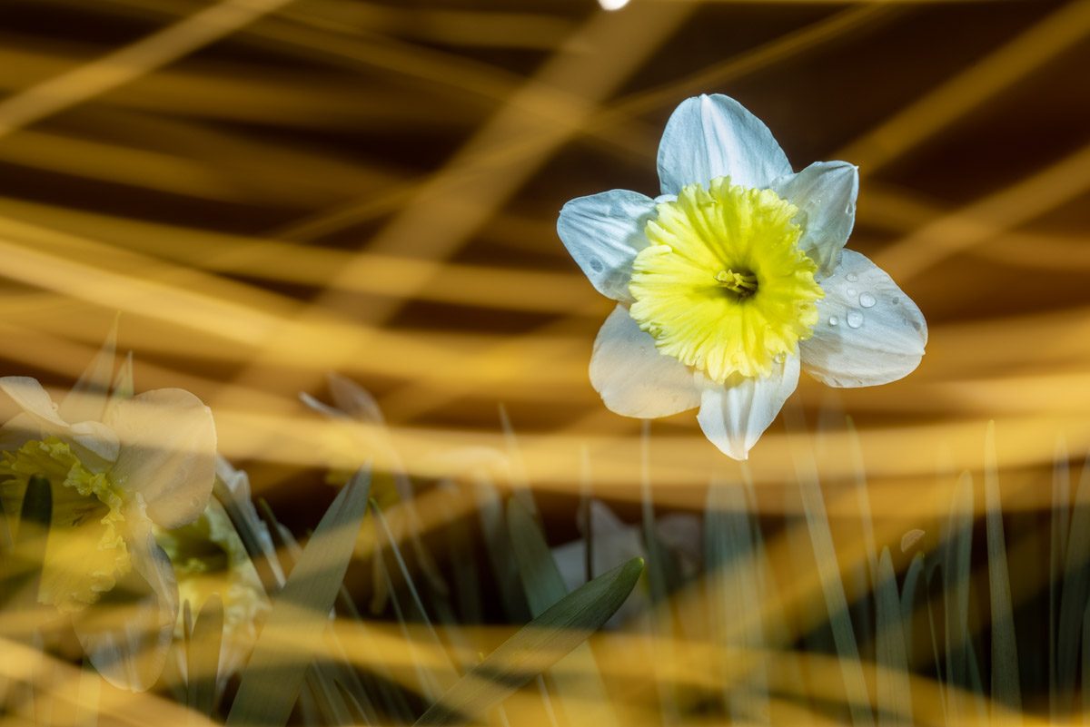 Narcissus at night