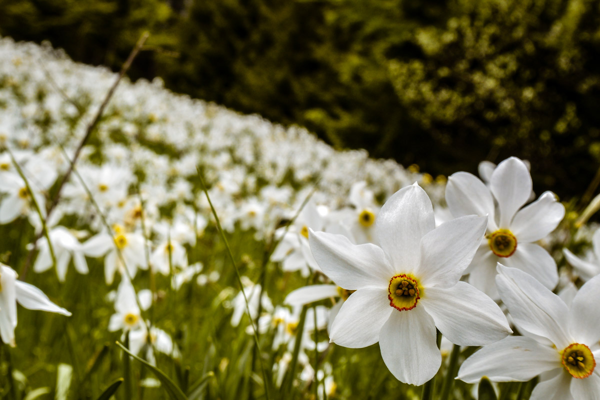 Narcisssus fields