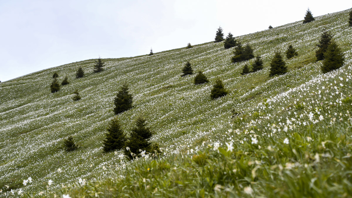 field of wild daffodils