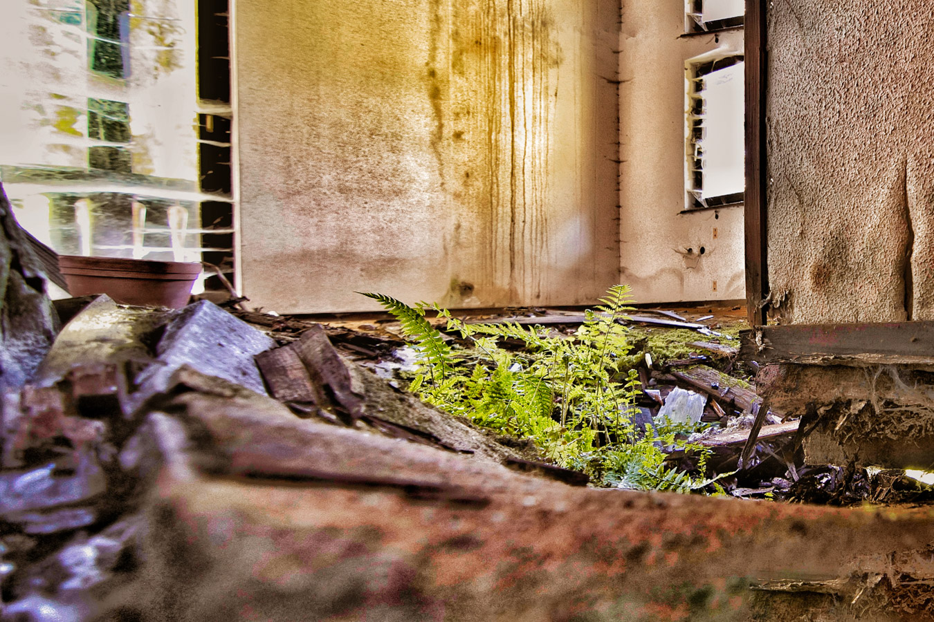 nature in abandond place