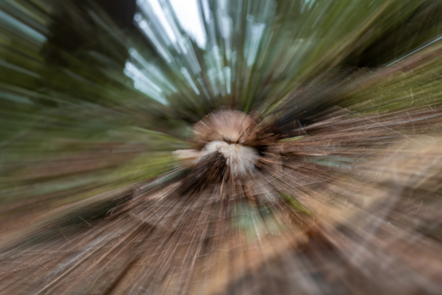 Mushroom in zoom blur photography