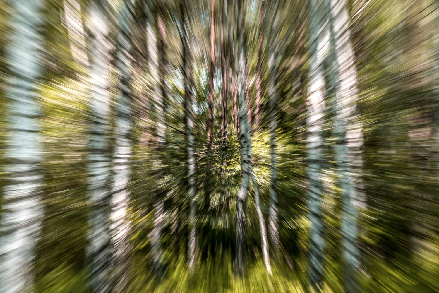 Zoom blur photography, in forest