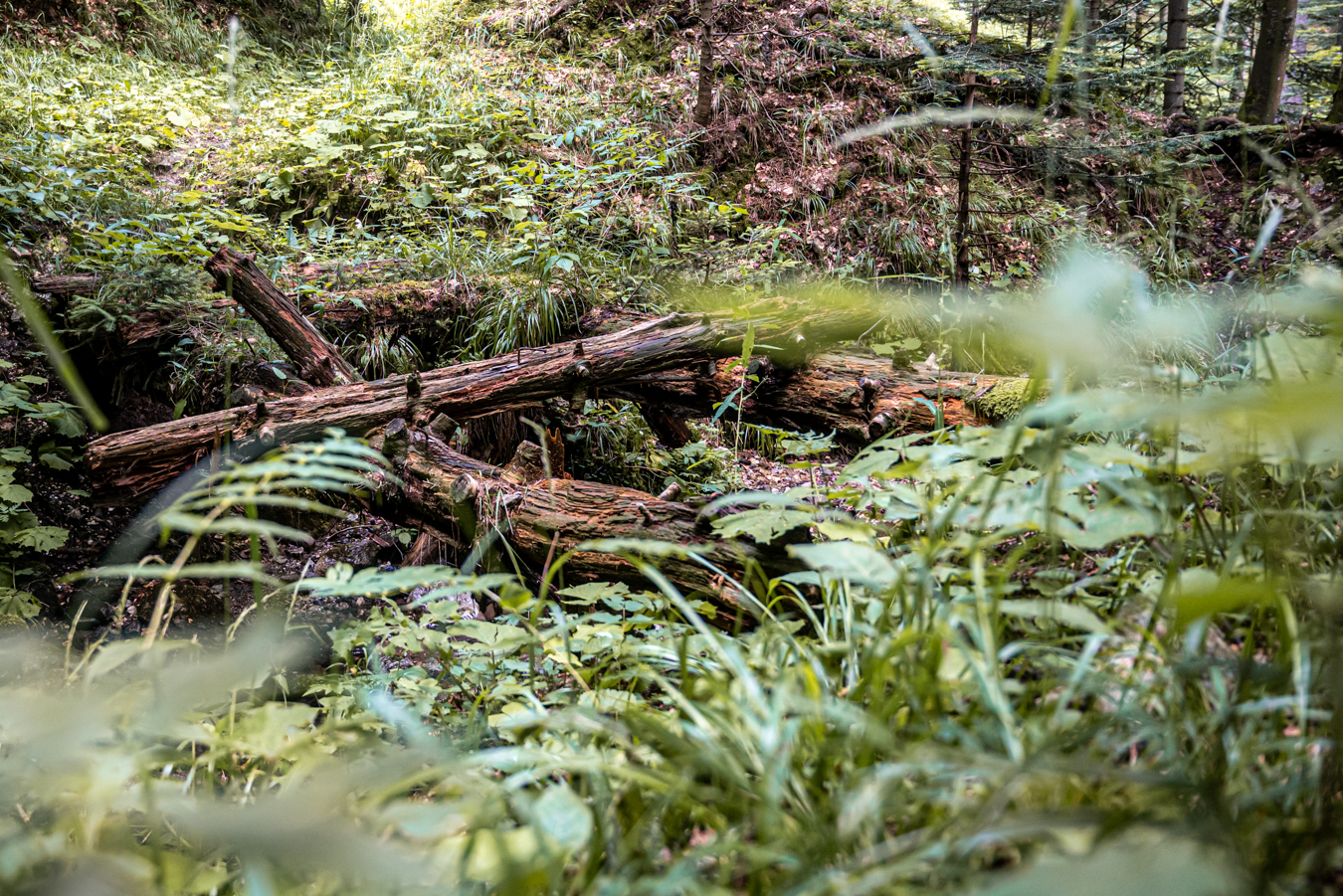 Nature's beauty is also abandoned bridge