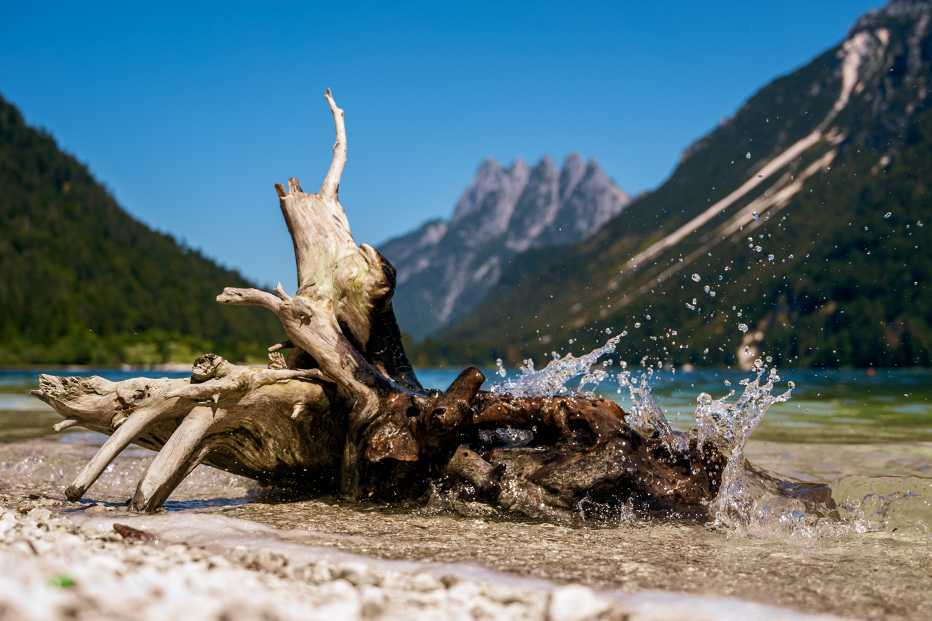 driftwood by the lake in nature