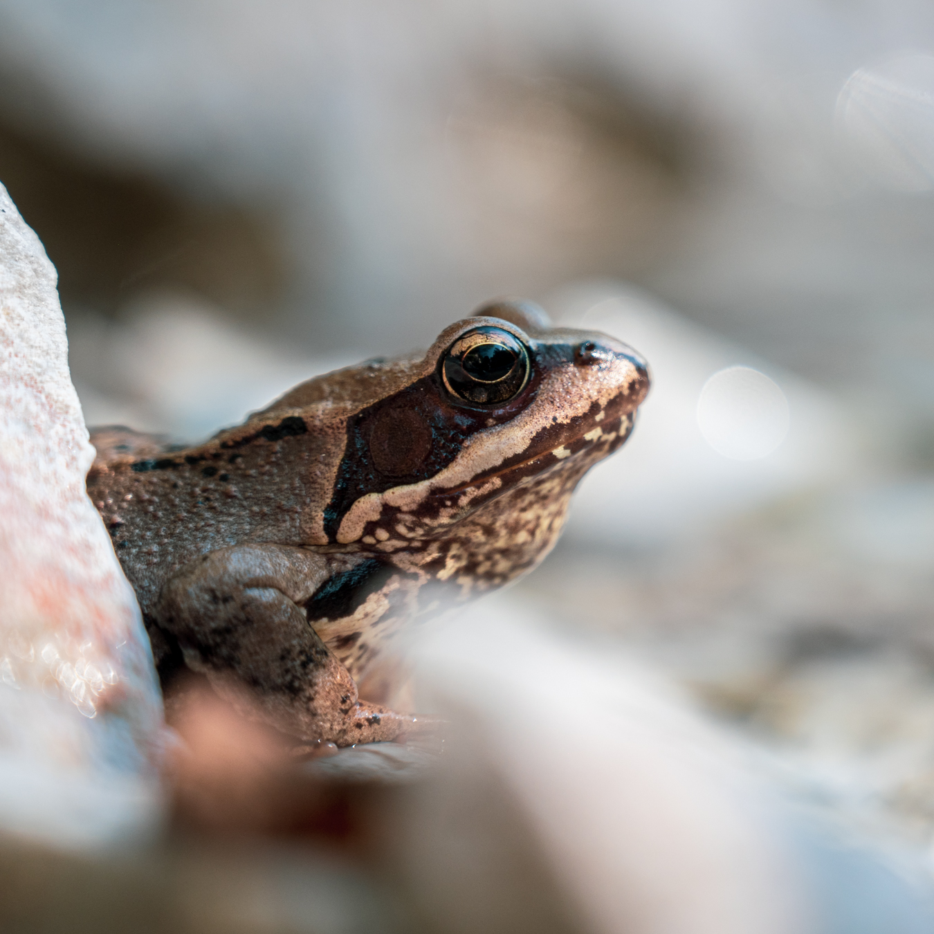 Nature's beauty- stream frog