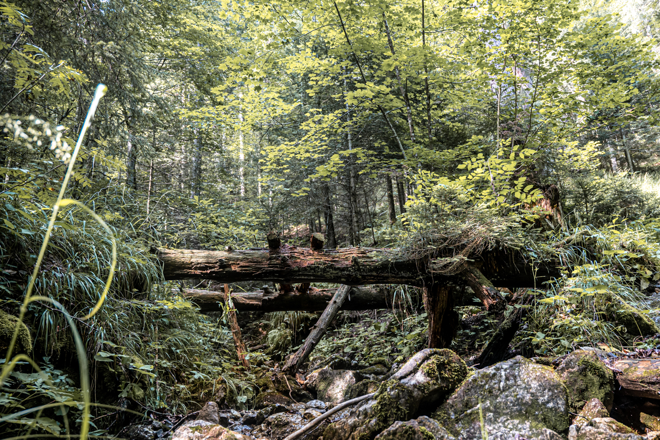 Forest treasure in nature