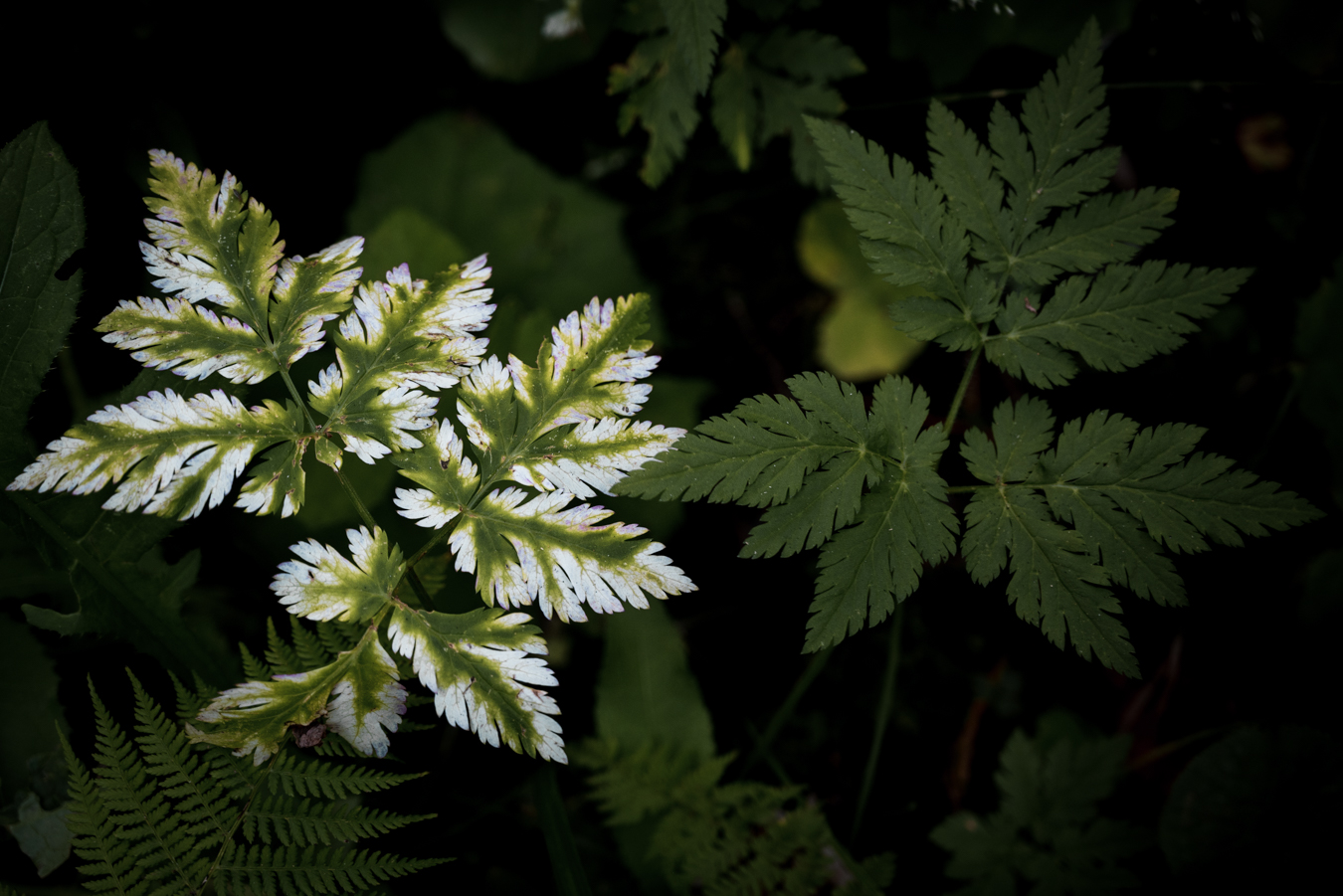 green and white leafs in the nature