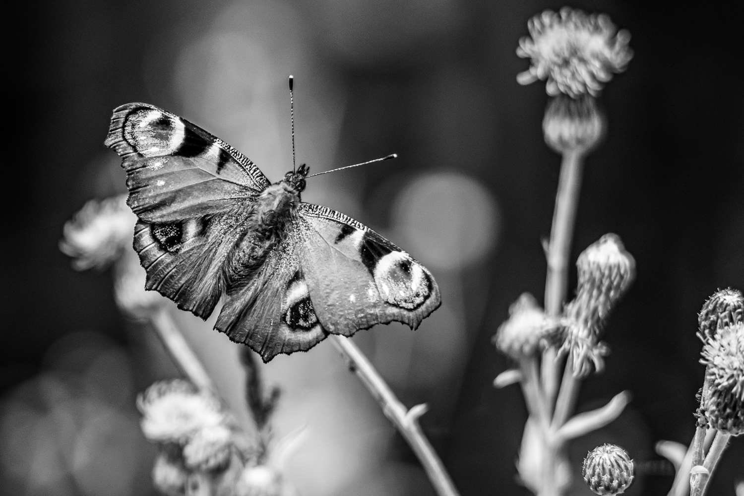 tips for black and white photos, butterfly