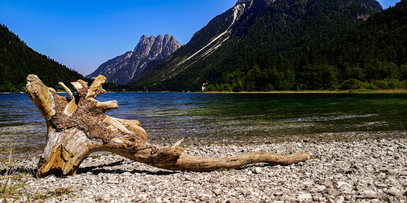 Nature takes care of driftwood