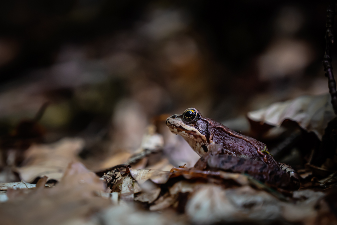 forest frog, nature's beauty