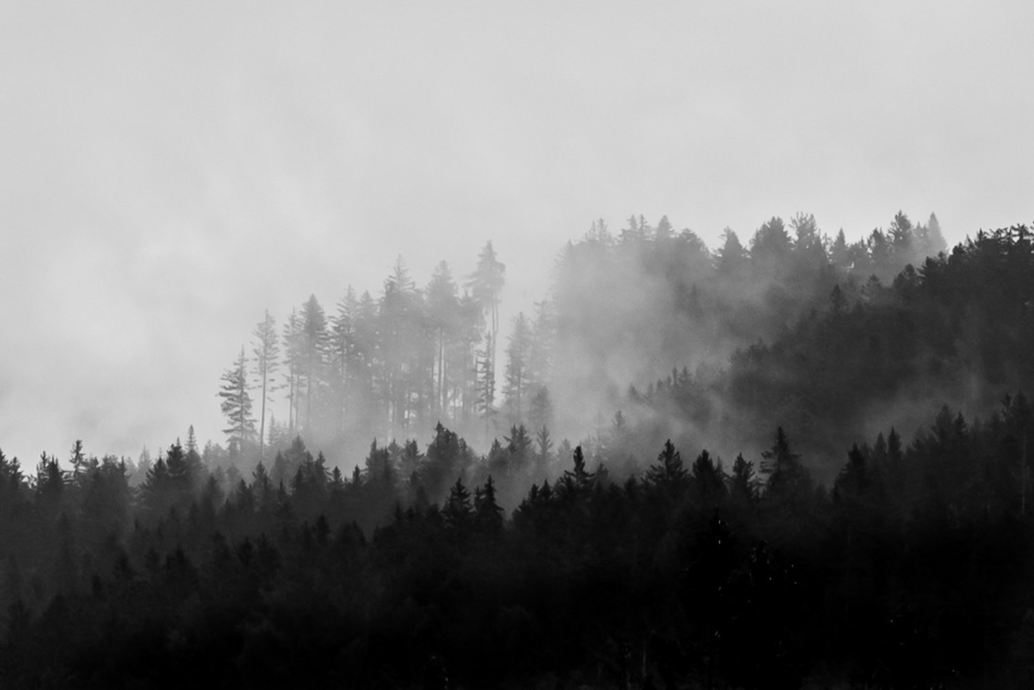 Tips for black and white photos, foggy morning