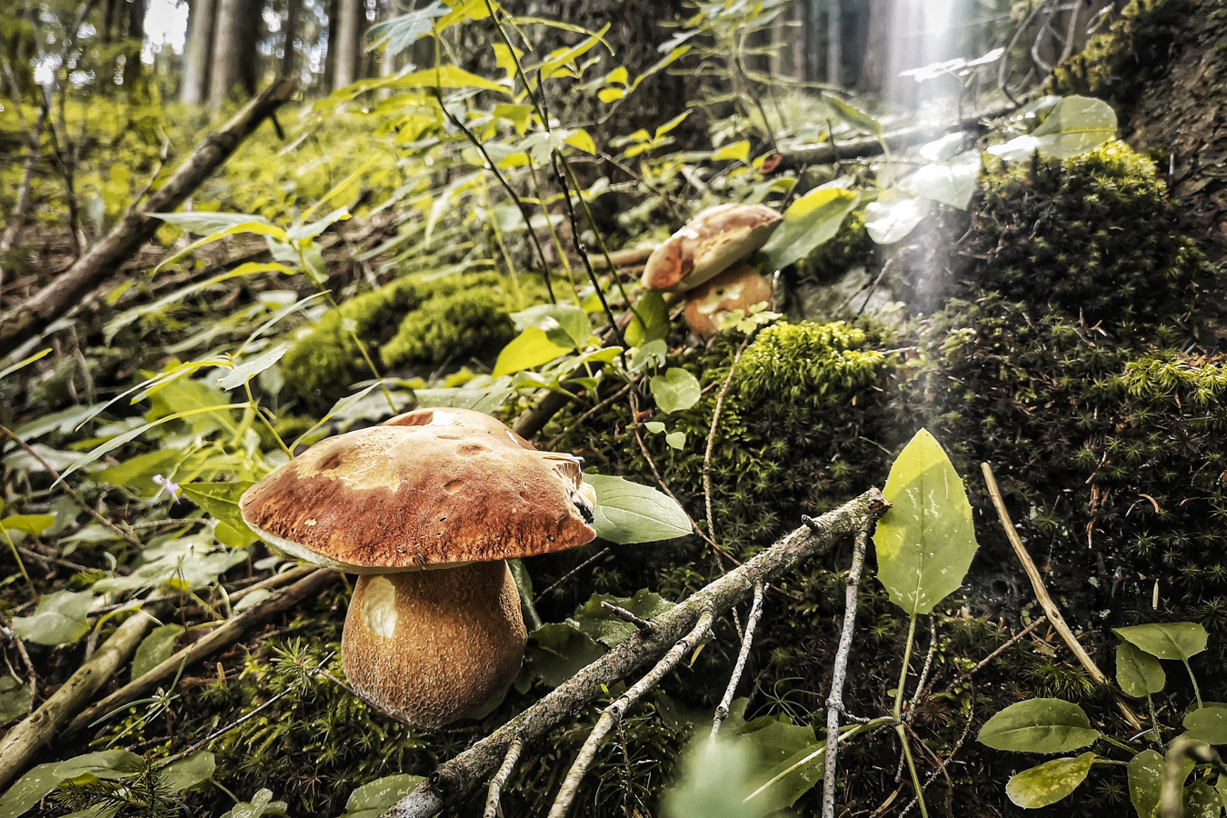 Nature's beauty, mushrooms