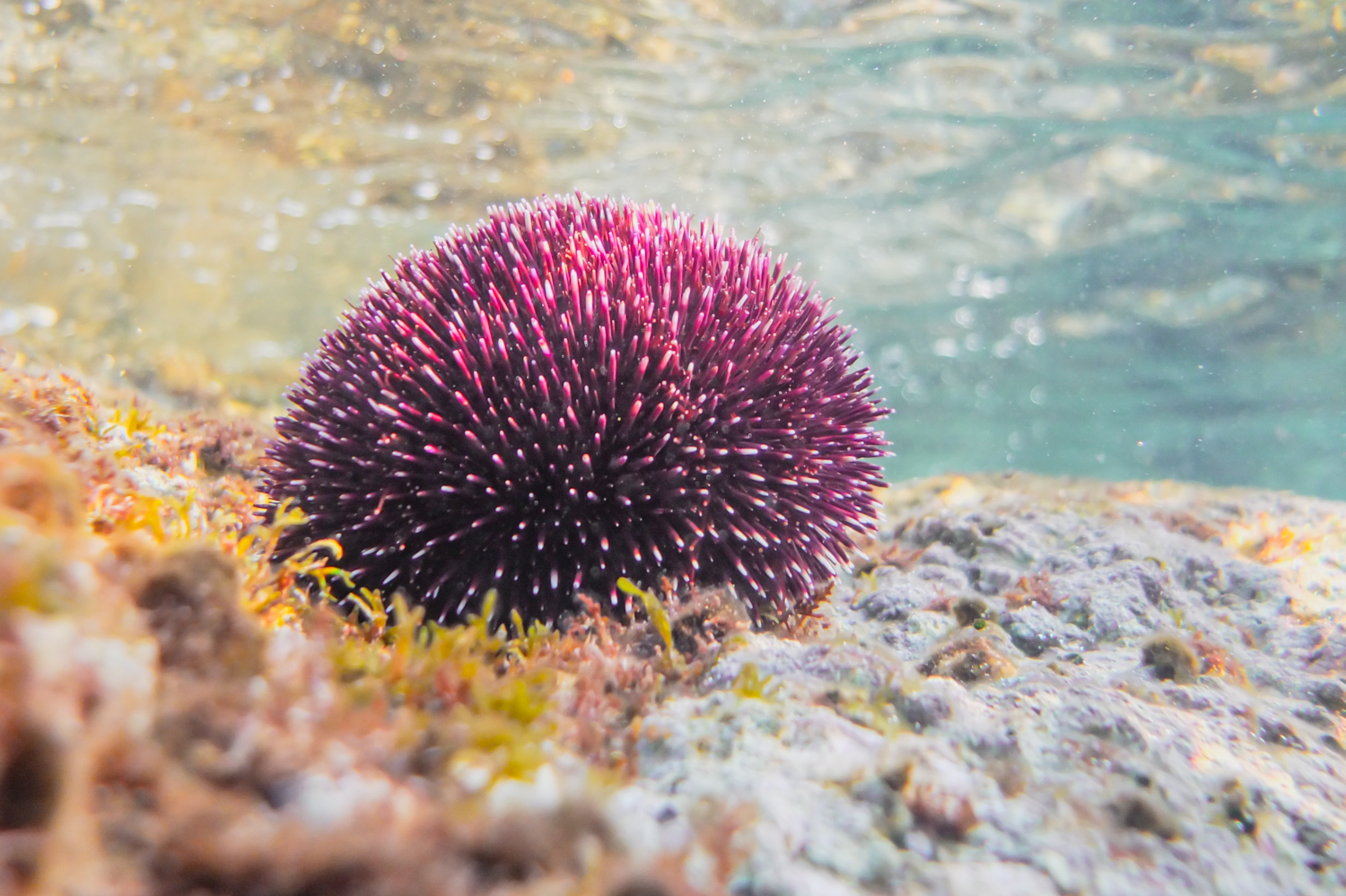 Colorful Underwater Photographs