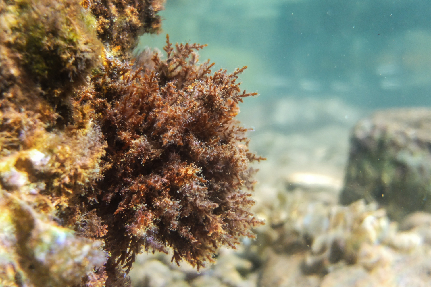 Aquatic plants swaying in underwater photographs