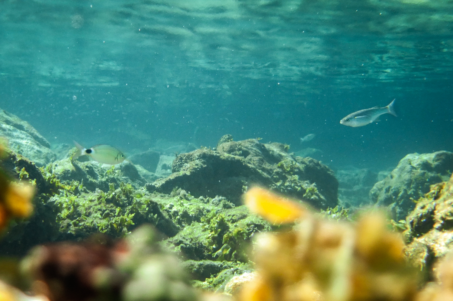 Underwater photograph