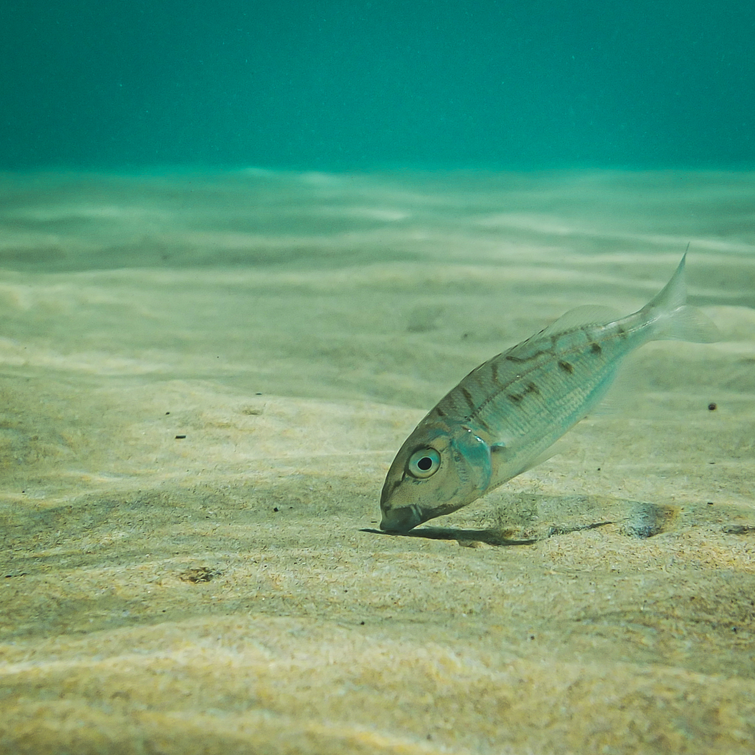 underwater photographs