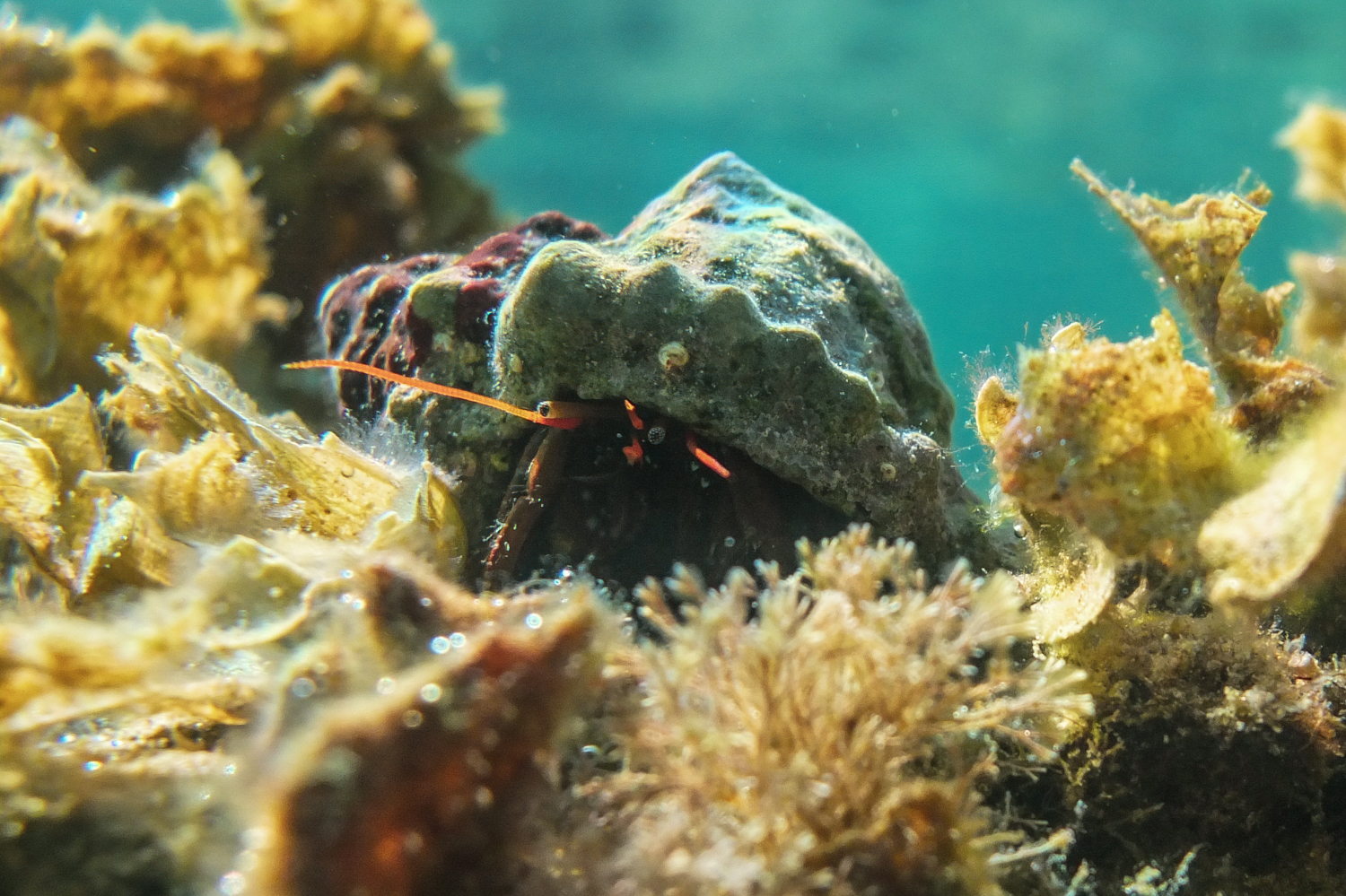 The Beauty in Underwater Photographs