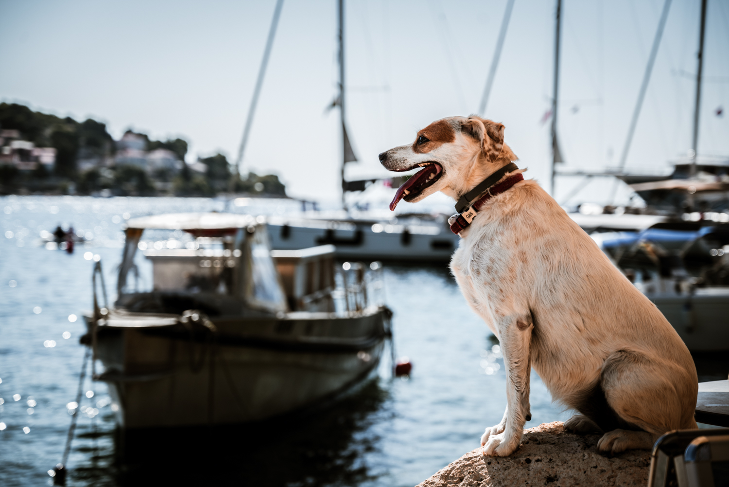 A dog waiting for his owner